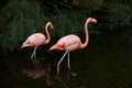 Red American Flamingos. Argentina fauna.