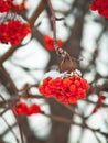 Red American mountain ash (rowan) berries.