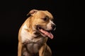 Red American pit bull terrier. Royalty Free Stock Photo