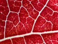 american sweetgum leaf in autumn under the microscope - fall leaf under the microscope - optical microscope x32 magnification Royalty Free Stock Photo