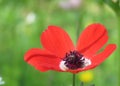 Red anemone closeup