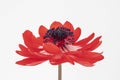 Red Anemone coronaria De Caen `Hollandia` flower against a white background Royalty Free Stock Photo