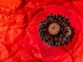 Red anemone Coronaria flower Royalty Free Stock Photo