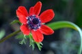 Red anemone flower