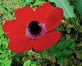 Red anemone flower