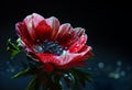 Red anemone flower with water drops after rain against a black background with blurred dark blue bokeh, close-up, copy space Royalty Free Stock Photo