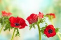 Red Anemone flowers. Windflower Buttercup or Poppy anemone on meadow. Beautiful wild flowers Royalty Free Stock Photo