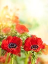 Red Anemone flowers. Windflower Buttercup or Poppy anemone on meadow. Beautiful wild flowers