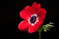 Red anemone isolated on black