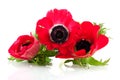 Red Anemones