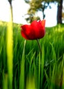 Red Anemones Field Winter Blooming Macro Shot in Green Grass Fie