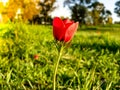 Red Anemones Field Winter Blooming Macro Shot in Green Grass Fie