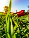 Red Anemones Field Winter Blooming Macro Shot in Green Grass Fie