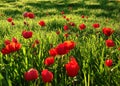 Red Anemones Field Winter Blooming Macro Shot in Green Grass Fie