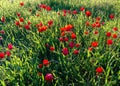 Red Anemones Field Winter Blooming Macro Shot in Green Grass Fie