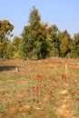 Red anemones, Israel