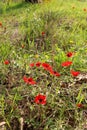 Red anemones, Israel