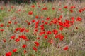 Red anemones, Israel