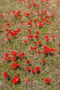 Red anemones, Israel