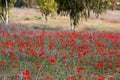 Red anemones, Israel