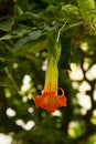 Red angel`s trumpet Brugmansia sanguinea.