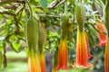 Red Angel& x27;s Trumpet & x28;Brugmansia sanguinea& x29; Royalty Free Stock Photo