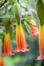 Red Angel& x27;s Trumpet & x28;Brugmansia sanguinea& x29;