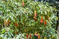 Red Angel& x27;s Trumpet & x28;Brugmansia sanguinea& x29; Royalty Free Stock Photo