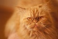 Red angry beautiful Persian cat on an orange background. Royalty Free Stock Photo