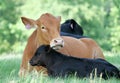 Red angus beef cow with black calf lying in spring grass Royalty Free Stock Photo