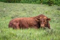 A red Angus bull laying down in Cypress Hills Interprovincial Park, Saskatchewan