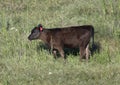 Red Angus calf grazing in Oklahoma