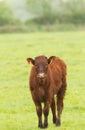 Red Angus Calf Royalty Free Stock Photo