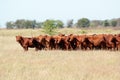 Red angus cattle