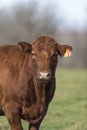 Red Angus Cattle Royalty Free Stock Photo