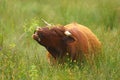 Red Angus cattle Royalty Free Stock Photo