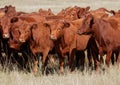 Red angus cattle Royalty Free Stock Photo