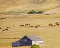 Red Angus cattle grazing near Fort Phil Kearney in Wyoming Royalty Free Stock Photo