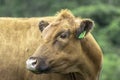 Red angus Cattle in pasture