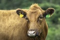 Red angus Cattle in pasture