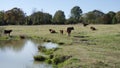 Red Angus Cattle in a pasture with calf near a farm pond