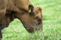 Red angus Cattle in pasture Royalty Free Stock Photo