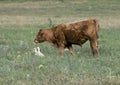 Red Angus cow in a field in Oklahoma, with two Cattle Egret Royalty Free Stock Photo