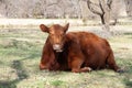 Red angus cow laying down chewing cud in a pasture Royalty Free Stock Photo