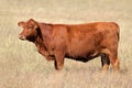 Red angus cow Royalty Free Stock Photo
