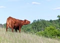 Red Angus cow vocalizing Royalty Free Stock Photo