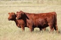 Red angus cows Royalty Free Stock Photo