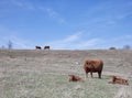 Red angus cows with calves