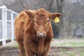 Red angus steer closeup of face with ear tag, fence in background Royalty Free Stock Photo