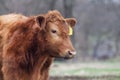 Red angus steer closeup of face with ear tag Royalty Free Stock Photo